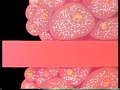 Sistema Endocrino (parte 1/2)
