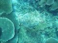 Sea turtles of Sipadan 