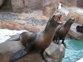 seal beggars at sea world