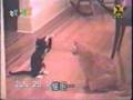 catboxing