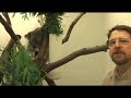 Zoo Welcomes Two Koala Joeys