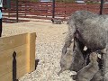 Irish Wolfhounds Puppies (1 month old) and their mom (Miliy Zver Kennel). Moscow, Russia