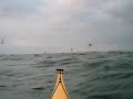 Manx Shearwater