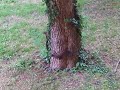 Eichhörnchen im Europahaus Wien Eichhörnchen im Europahaus Wien