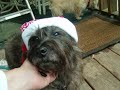 Col.Potter foster Bubba Gump wants a home by Christmas!
