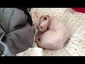Sphynx cat reveiw Sphynx