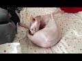 Sphynx cat reveiw Sphynx