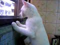 little white cat little white cat