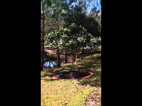how to fertilize loquat trees