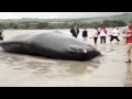 Sperm Whale beached in Ring