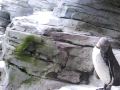 Rainer