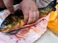 Cyprinus carpio morpha noblis