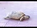 en-parral-tortuga-si