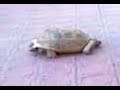 en-parral-tortuga-si