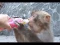Magical Monkey Tour