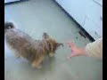 coffee drinking psycho dog