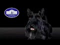 Barney, the White House Terrier