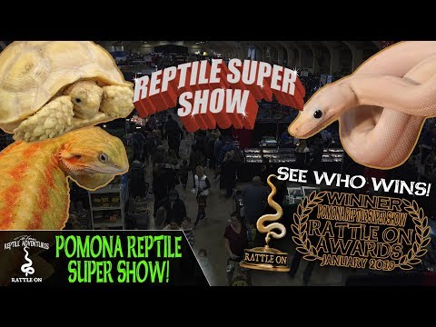 YouTube reptile video