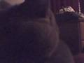 videos de piper the fierce and matt