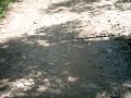 cobra na trilha.AVI