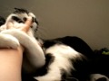 My mean lil kitty Dot