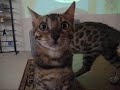 kittens-playing-with-ice-cubes.html