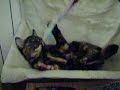 lilu contra el cepillo