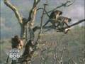horny monkey gets owned! 