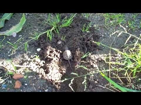 how to transplant turtle eggs