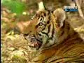 Monkey and Tiger