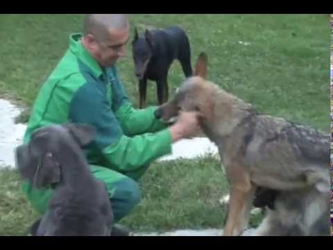 sarplaninac