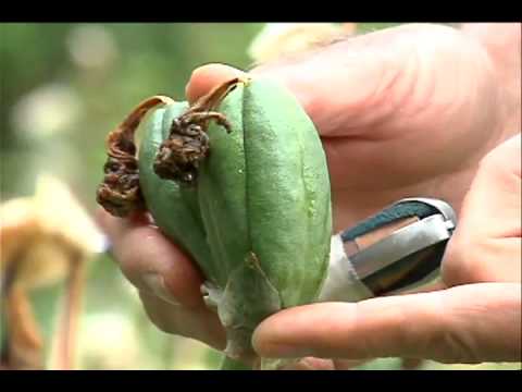 how to harvest iris seeds