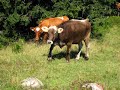 Cows: the source of biestmilch Cows: the source of biestmilch