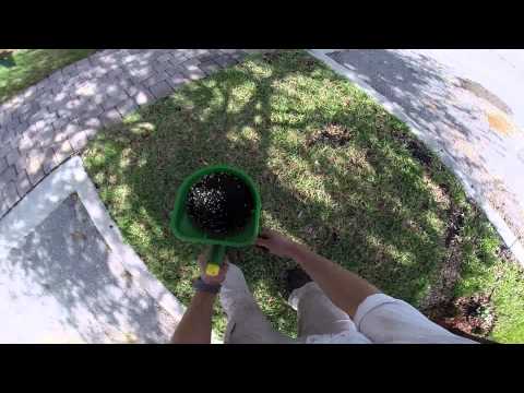 how to fertilize florida lawn