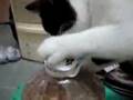 videos de Cat Burgler