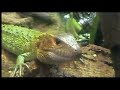 Amazon Rising at Shedd Aquarium
