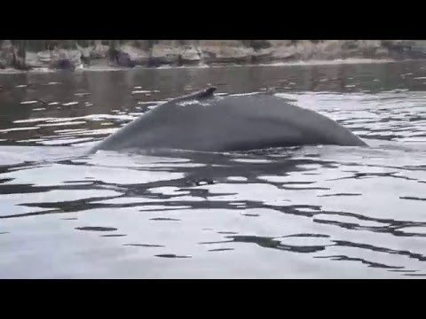 Baleines à bosse dans la baie de Gaspé
