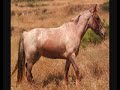 Breton Horses Breton Horses