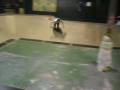 videos de loaf 11