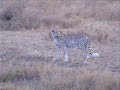 Cheetah in Serengeti