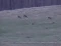 chasse chevreuil