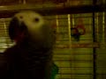 Coco eating pizza!