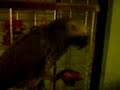 Coco eating pizza!