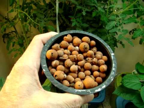 how to fertilize brussel sprouts