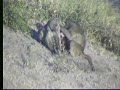 baboons-nkorho-pan-051307.html