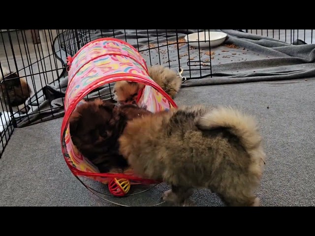 Pomeranian puppy  in Dogs & Puppies for Rehoming in Ottawa