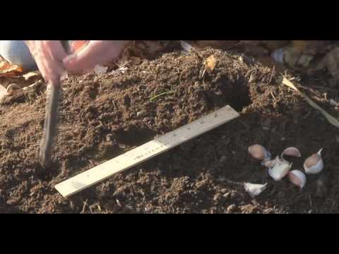 planting - This video from the nonprofit group KGI (http://KitchenGardeners.org ) teaches the basics for growing your own garlic.
