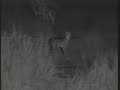 Serval at Djuma 07-11-07 5.55 pm CAT