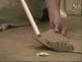 rattlesnake dare