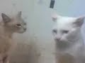 my cats playing with them in the room